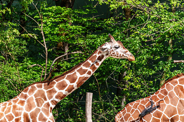This stunning photo features a large African giraffe in its natural habitat. The majestic giraffe stands tall on the savannah, embodying the beauty of the wilderness. Its long legs and distinctive neck make it a captivating subject. Perfect for nature, wildlife, and African flora and fauna projects