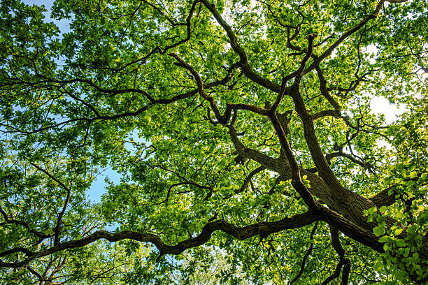 Fresh oak leaves, sunlit to yellow-green, contrast with a May blue sky