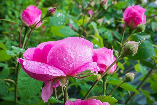 istock Vibrant and fragrant pink Gertrude Jekyll climbing rose 2219944349