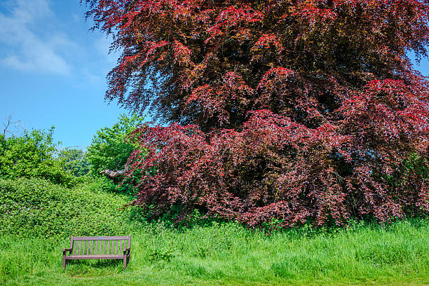Wooden bench near a red-leaved tree at the edge of a grassy field