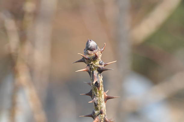 Close-up of Kalopanax pictus, known as castor aralia or prickly castor oil tree, showing broad leaves and blooming flower clusters in Korea.