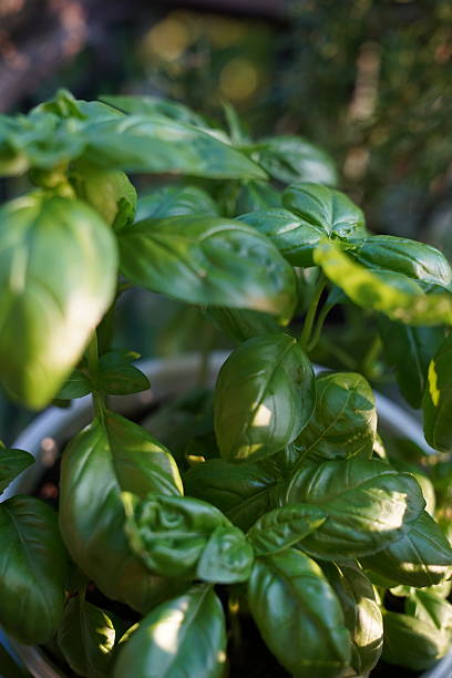 istock Fresh basil in a pot on the terrace 2219946737