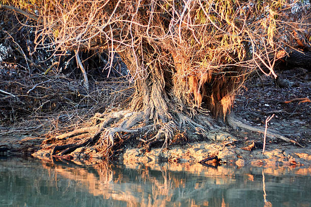 istock A willow tree with bare (exposed) roots on the banks of the autumn river 2219948791