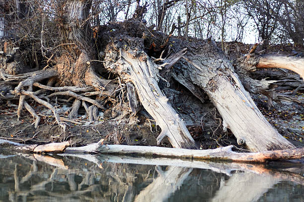 istock A poplar tree with bare (exposed) roots on the banks of the winter river 2219948826