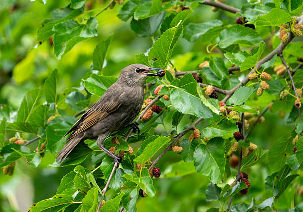 istock Juvenile Starling with Mulberry #1 2219949443