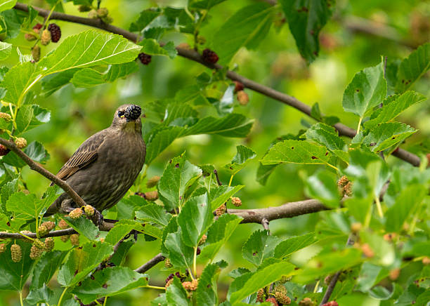 istock Juvenile Starling with Mulberry #2 2219949455