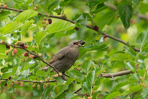 istock Juvenile Starling with Mulberry #4 2219949469