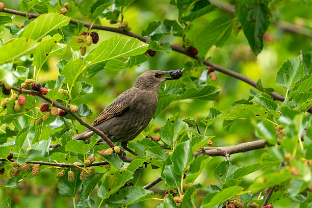 istock Juvenile Starling with Mulberry #5 2219949476