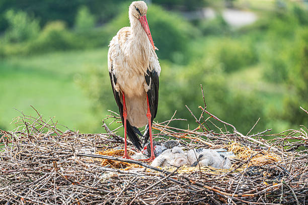 Stork Addiction 710+ Juvenile Wood Stork Stock Photos, Pictures & Royalty-Free Images ...