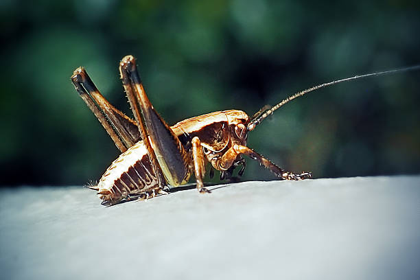 istock Pholidoptera griseoaptera Dark Bush-Cricket Nymph Insect 2219950944