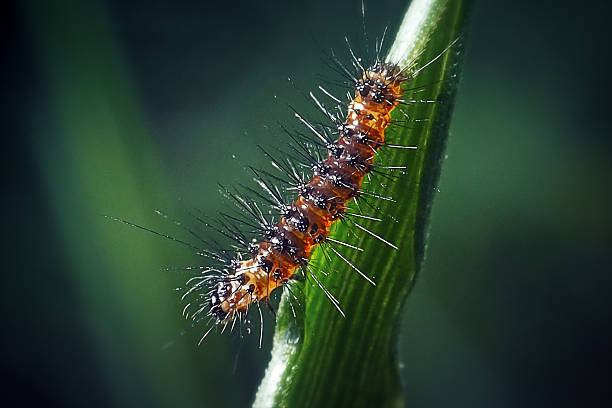 Orgyia antiqua Rusty Tussock Moth Caterpillar Insect. Digitally Enhanced Photograph.