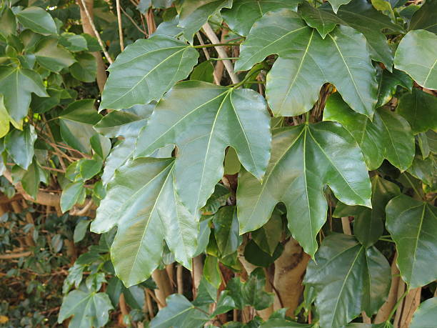 istock Dendropanax trifidus Tree Bark with Red Resin Exudate 2219951080
