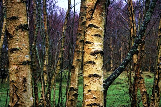A close, detailed view of the bark on a birch tree within a moody and mysterious birch forest scene