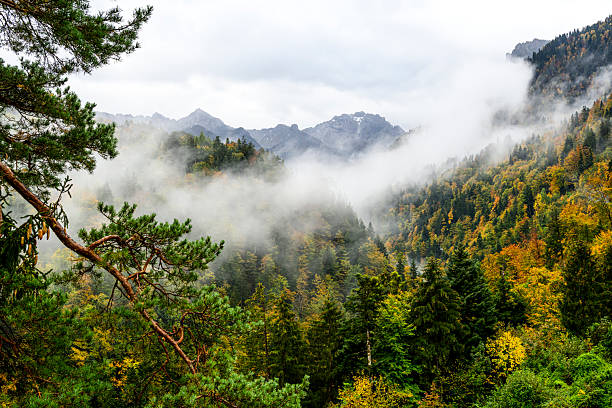 istock Fog in the forest and mountains 2219954030