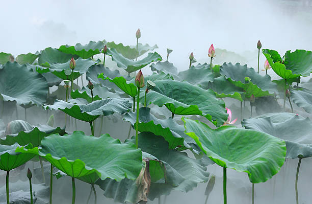 Lotus flower and Lotus flower plants