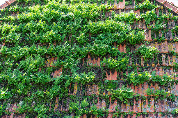 Many wild Plants  on roof tiles