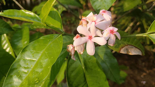 istock A flower with a pink center and green leaves 2219956012
