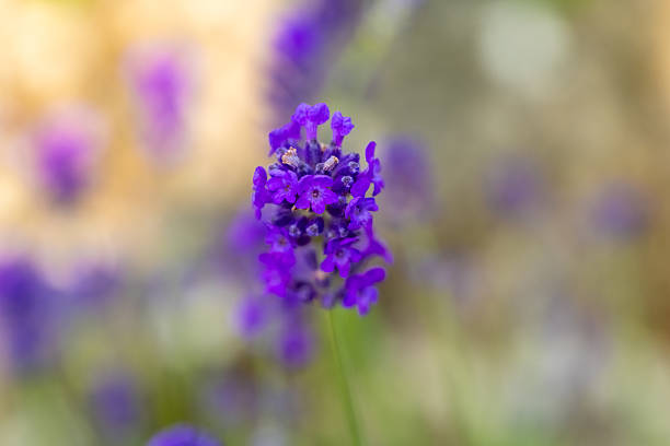 Vibrant lavender flowers emerge from lush greenery, basking in the golden sunlight of a summer afternoon. Their rich purple hues attract curious bees, enhancing the peaceful ambiance.