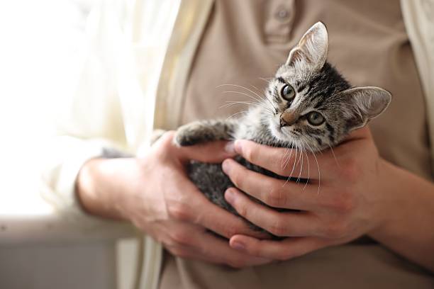 istock Man with cute kitten at home, closeup 2219958186