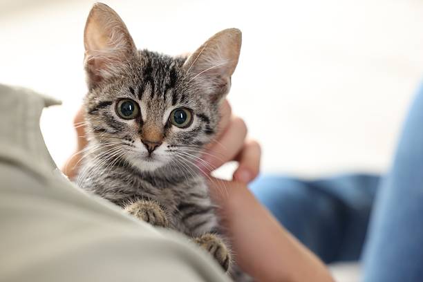 istock Man with cute kitten at home, closeup 2219958187