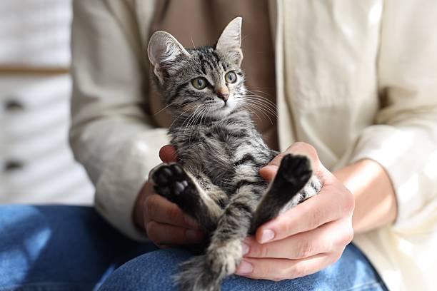 istock Man with cute kitten at home, closeup 2219958207