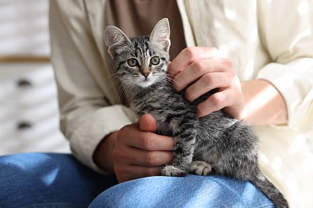 istock Man with cute kitten at home, closeup 2219958223