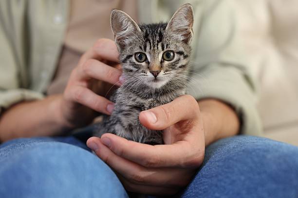 istock Man with cute kitten at home, closeup 2219958241