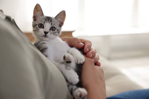 istock Man with cute kitten at home, closeup 2219958242
