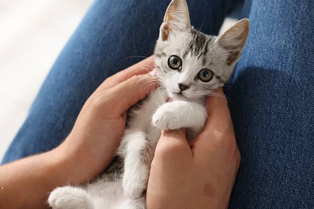 istock Man with cute kitten at home, closeup 2219958245