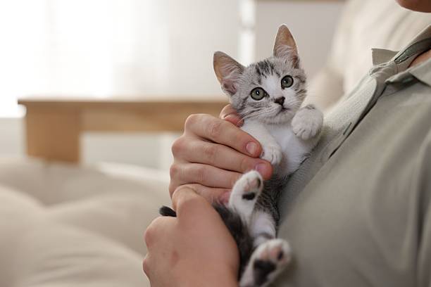 istock Man with cute kitten at home, closeup 2219958248