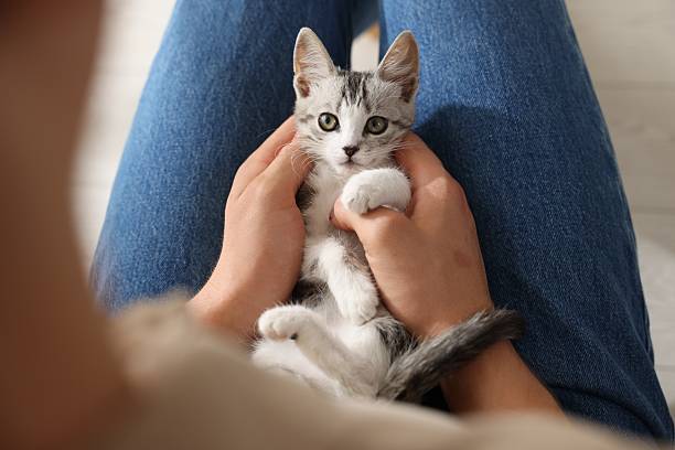 istock Man with cute kitten at home, closeup 2219958253