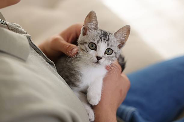 istock Man with cute kitten at home, closeup 2219958284