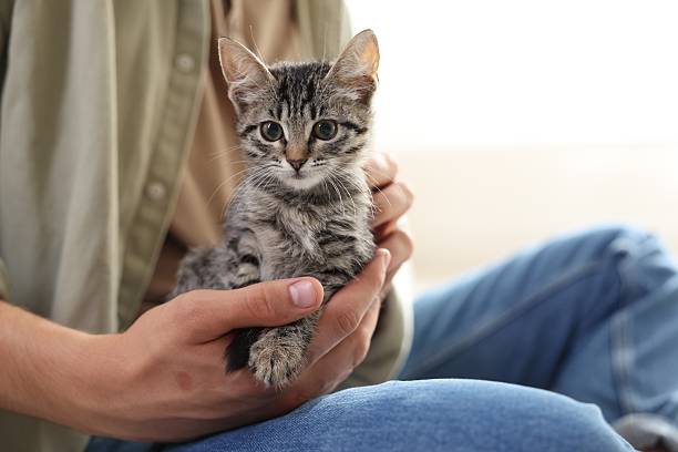 istock Man with cute kitten at home, closeup 2219958287