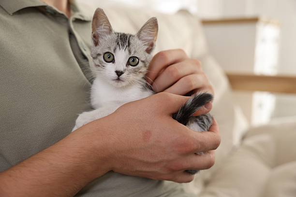istock Man with cute kitten at home, closeup 2219958291