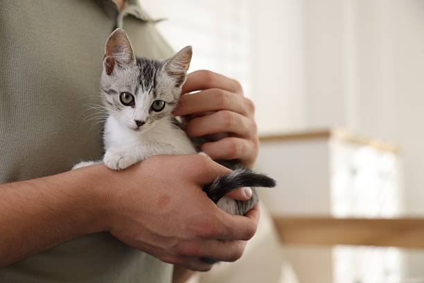 istock Man with cute kitten at home, closeup 2219958302