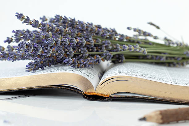 istock Open holy bible book with lavender flowers and white background 2219958367