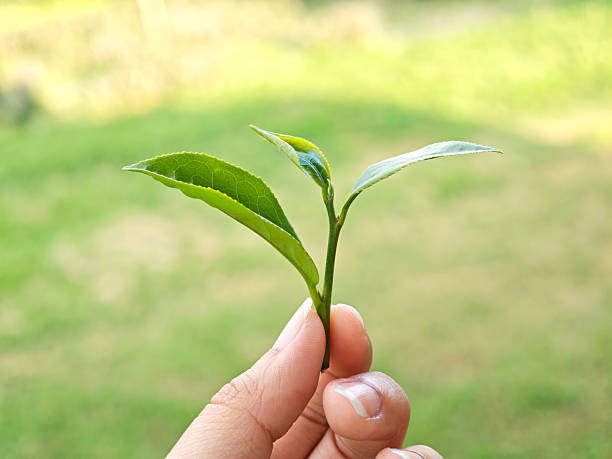 istock Hand holds a young green tea leaves. 2219959308