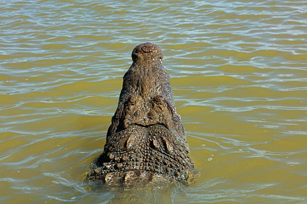 Telephoto image of resting but alert reptile.