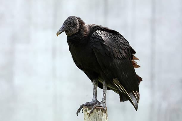 istock Black Vulture in Ria Lagartos 2219960628