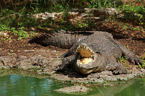 istock Morelet's crocodile in Ria Lagartos 2219960786