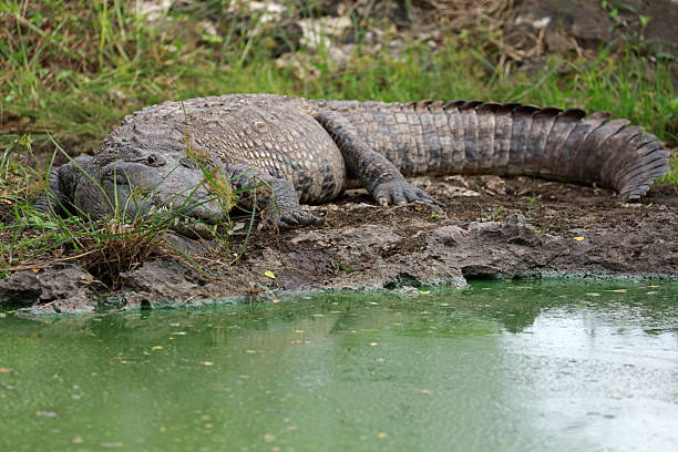 istock Morelet's crocodile in Ria Lagartos 2219960798
