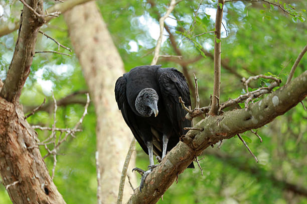 Black Vulture in Ria Lagartos Biosphere Reserve, Yucatan, Mexico