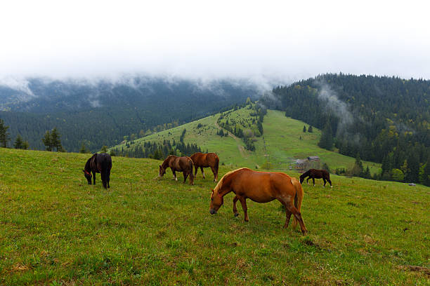 A picturesque view of multiple horses grazing peacefully in a vibrant green pasture, set against a backdrop of rolling hills and misty mountains, creating a tranquil landscape.