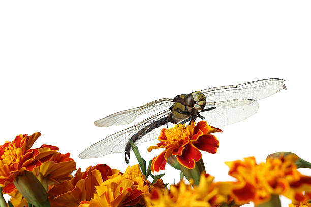 A dragonfly is an insect belonging to the order Odonata, infraorder Anisoptera. Adult dragonflies are characterized by large, multifaceted eyes, two pairs of strong, transparent wings, sometimes with coloured patches, and an elongated body.