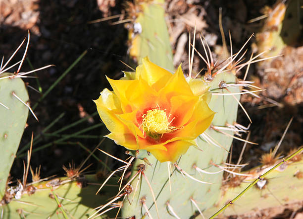 istock Bright Yellow Cactus Flower in Daytime Desert 2219962028