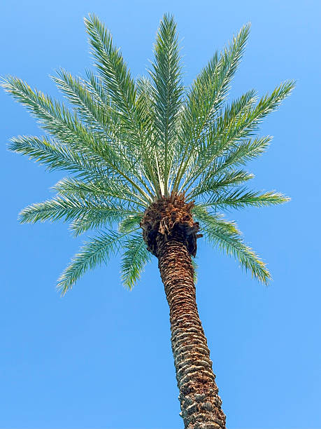 istock Tall Palm Tree Stands Against Clear Blue Sky in Tropical Setting 2219962106