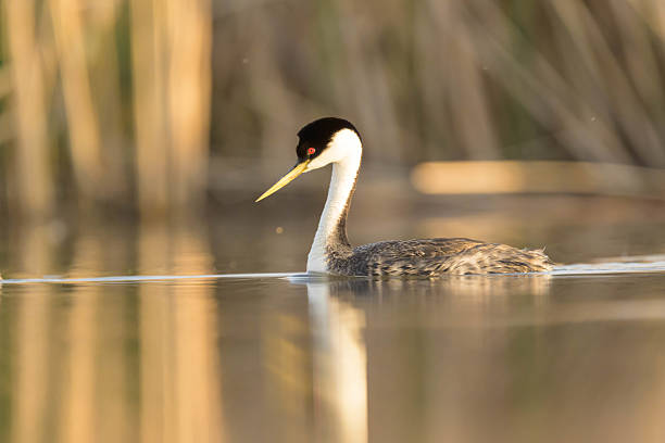 istock Reflection in still water of a Wester Grebe at dawn in the marsh. 2219965340