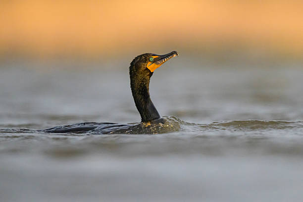 Single Double Drested Cormorant (Nannopterum auritum) swims low in the water in the wavy water of the marsh during the spring migration.  Bill and face colors alive with the setting sun and blue eye searching the water.