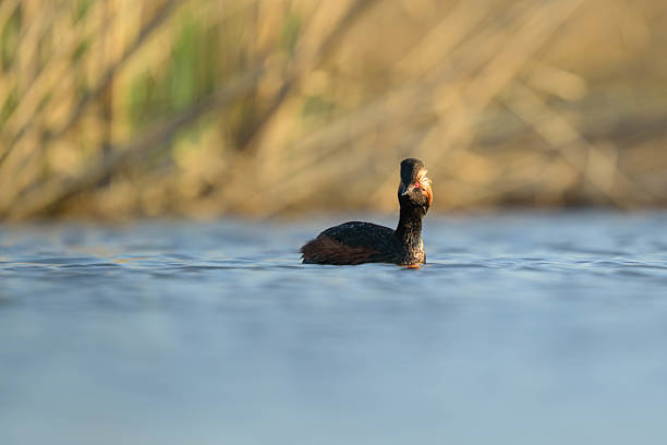 istock Alert Eared-Grebe watching other Grebes in the marsh 2219965701