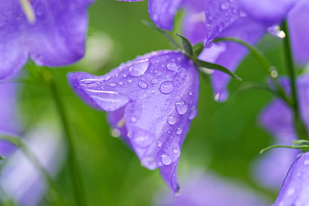 Close-up of purple bellflowers glistening with raindrops. The vibrant petals stand out against a soft green backdrop, highlighting nature's beauty after a refreshing shower.